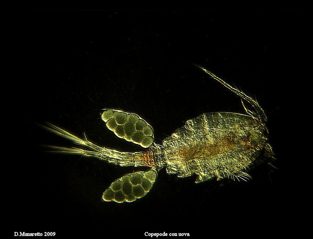 Copepode con Uova